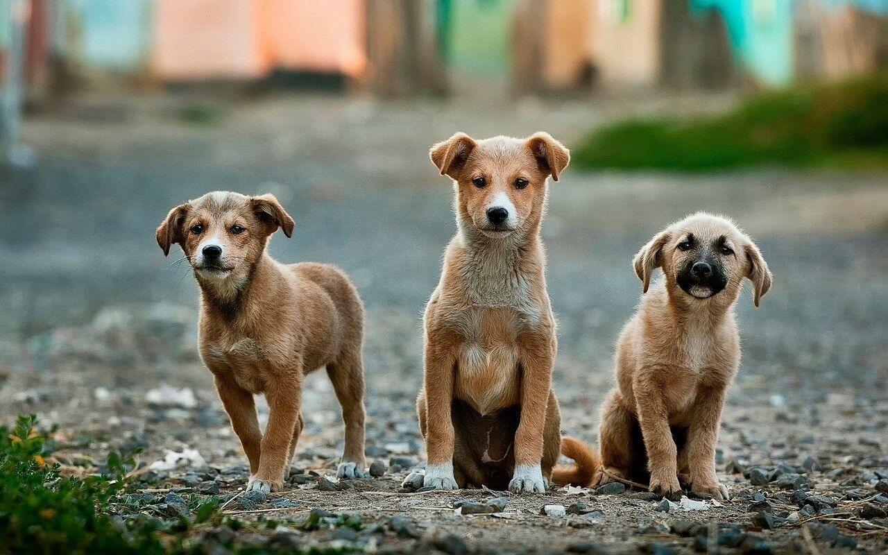 Guide pour choisir sa race de chien