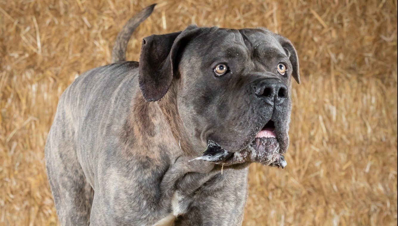 Cane corso