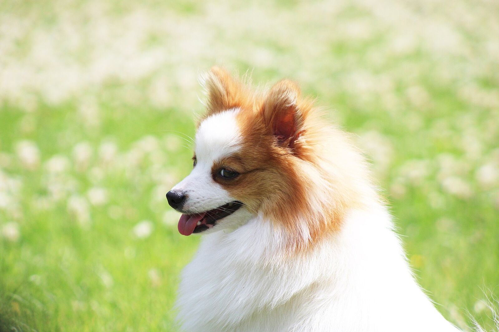 beau chien