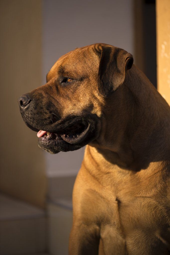 chien africain