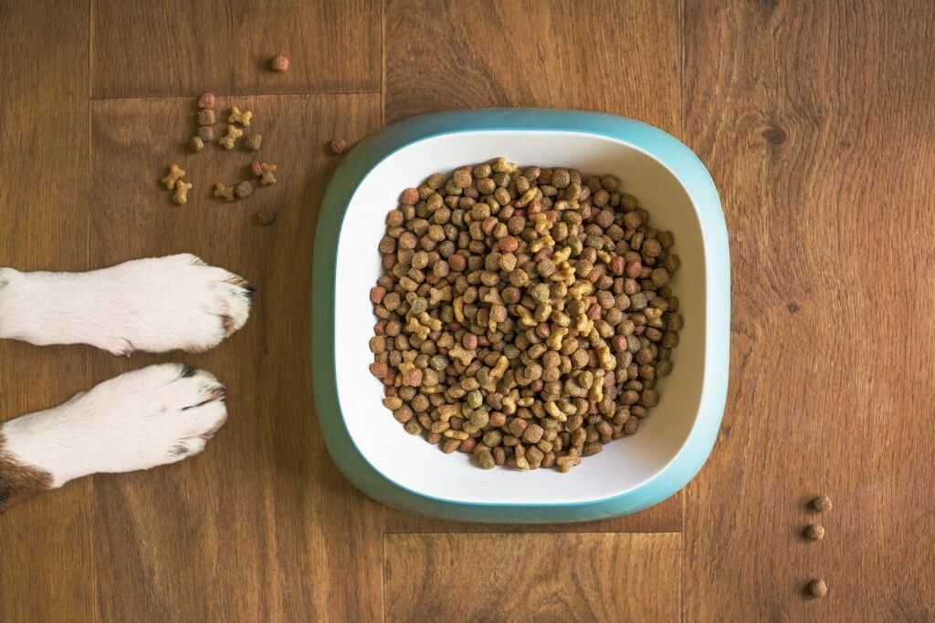 Chien âgé Alimentation