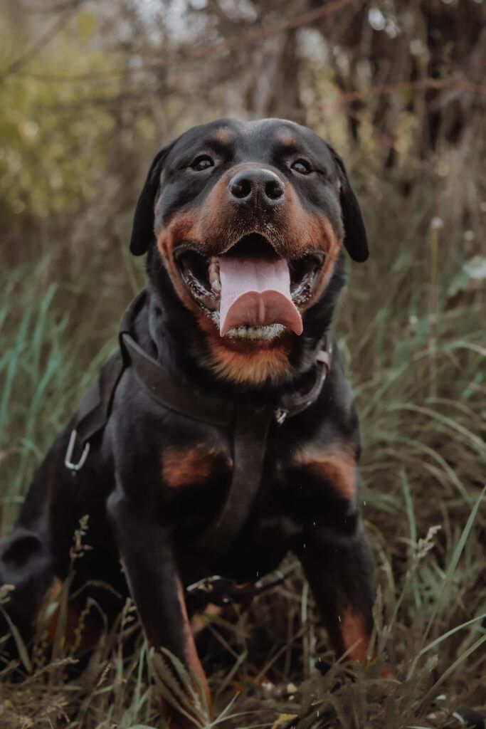 chien dangereux
