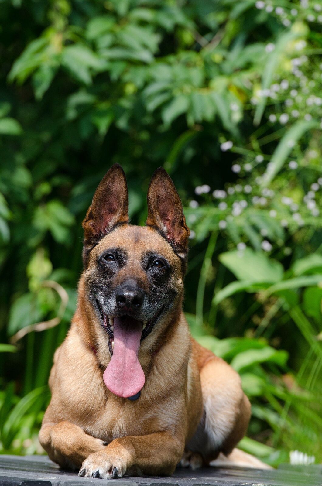 chien de garde
