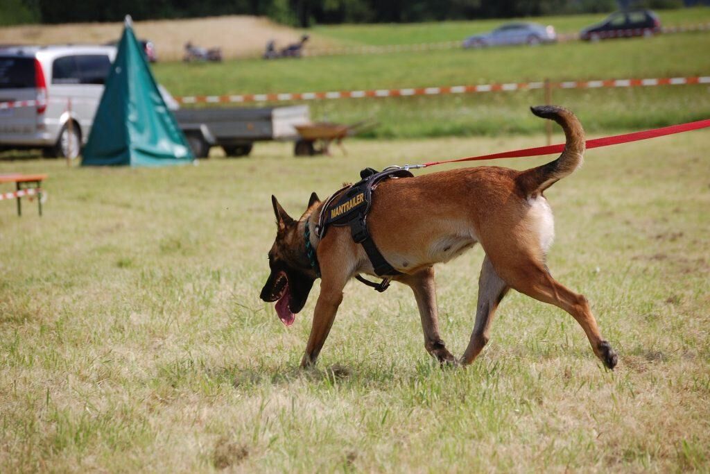 chien de sauvetage et de recherche