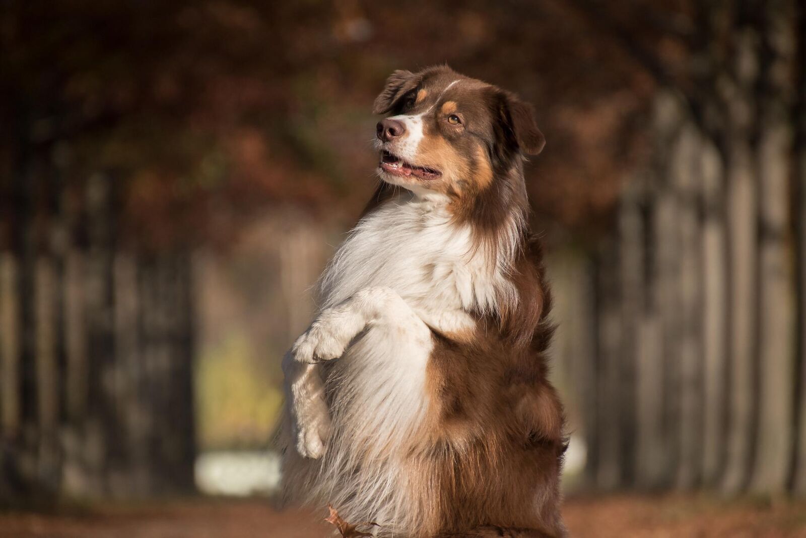 chien de taille moyenne