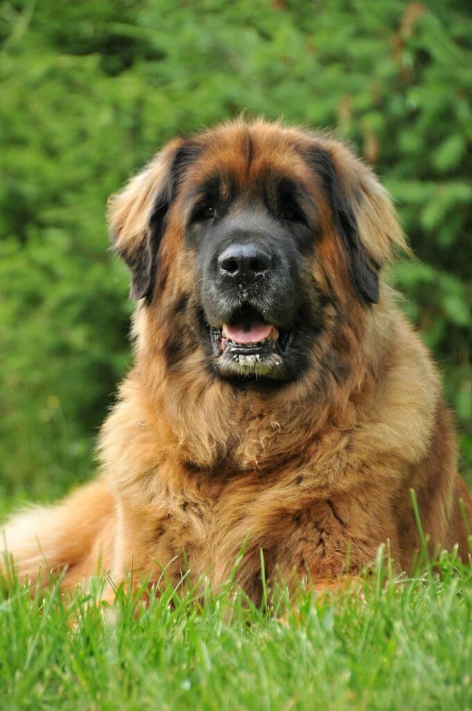chien geant