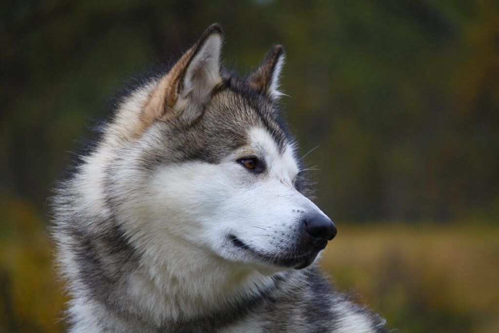 chien loup