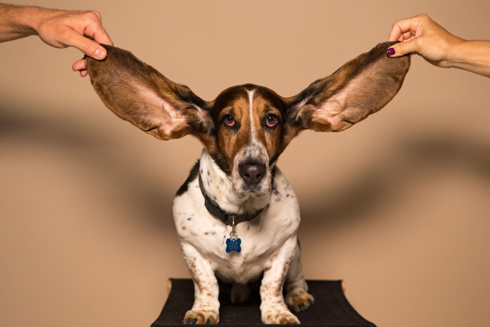 chien mauvaise odeur