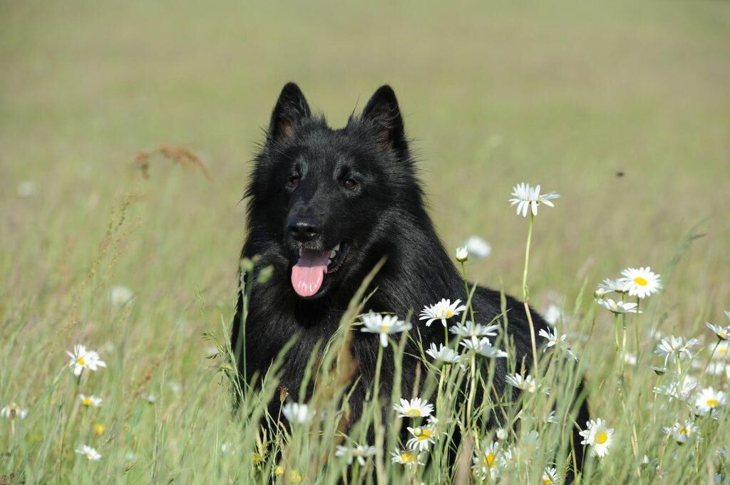 chien noir