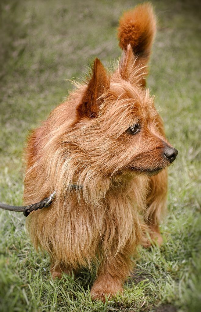 chien petit a poil long