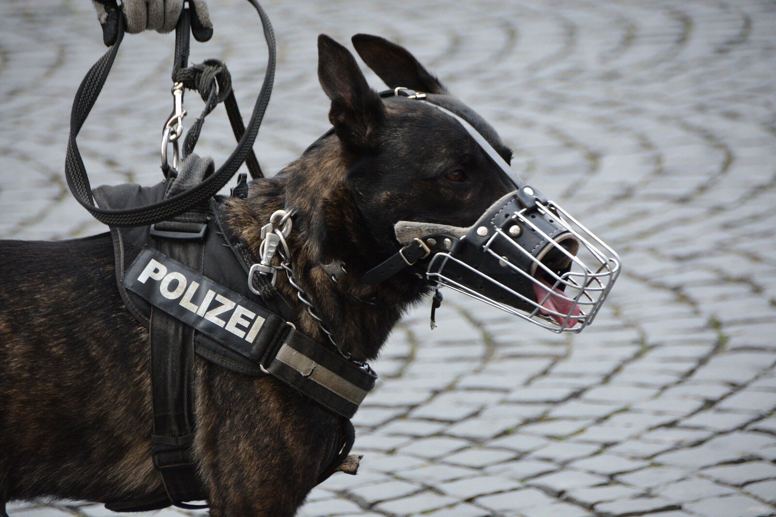 chien policier