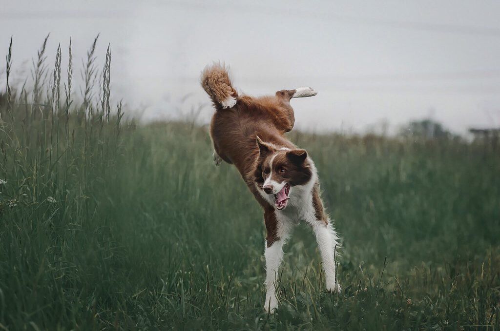 chien sportif