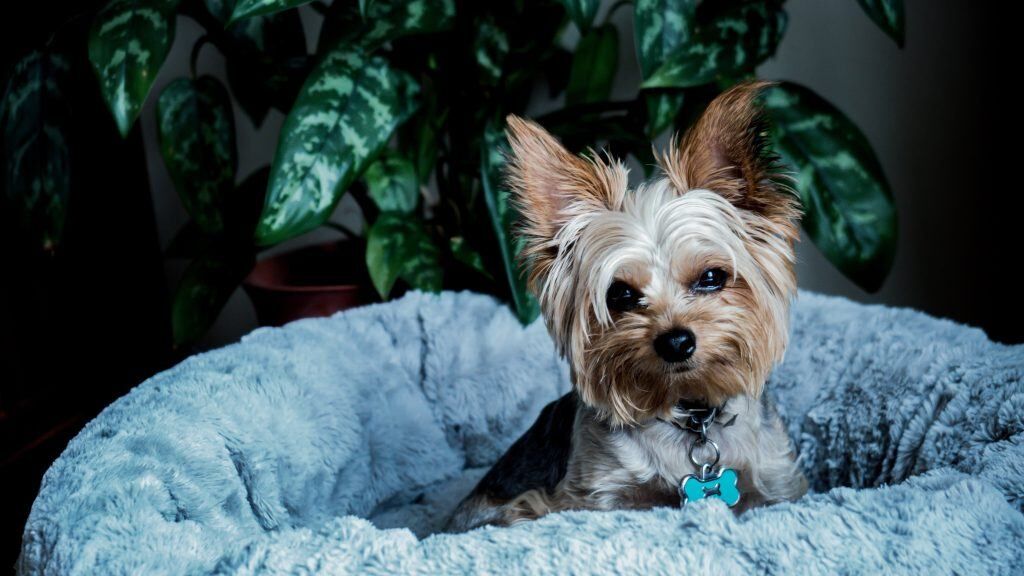 chien vie citadine