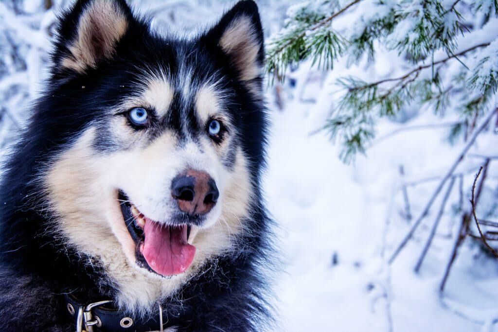 chien yeux bleus