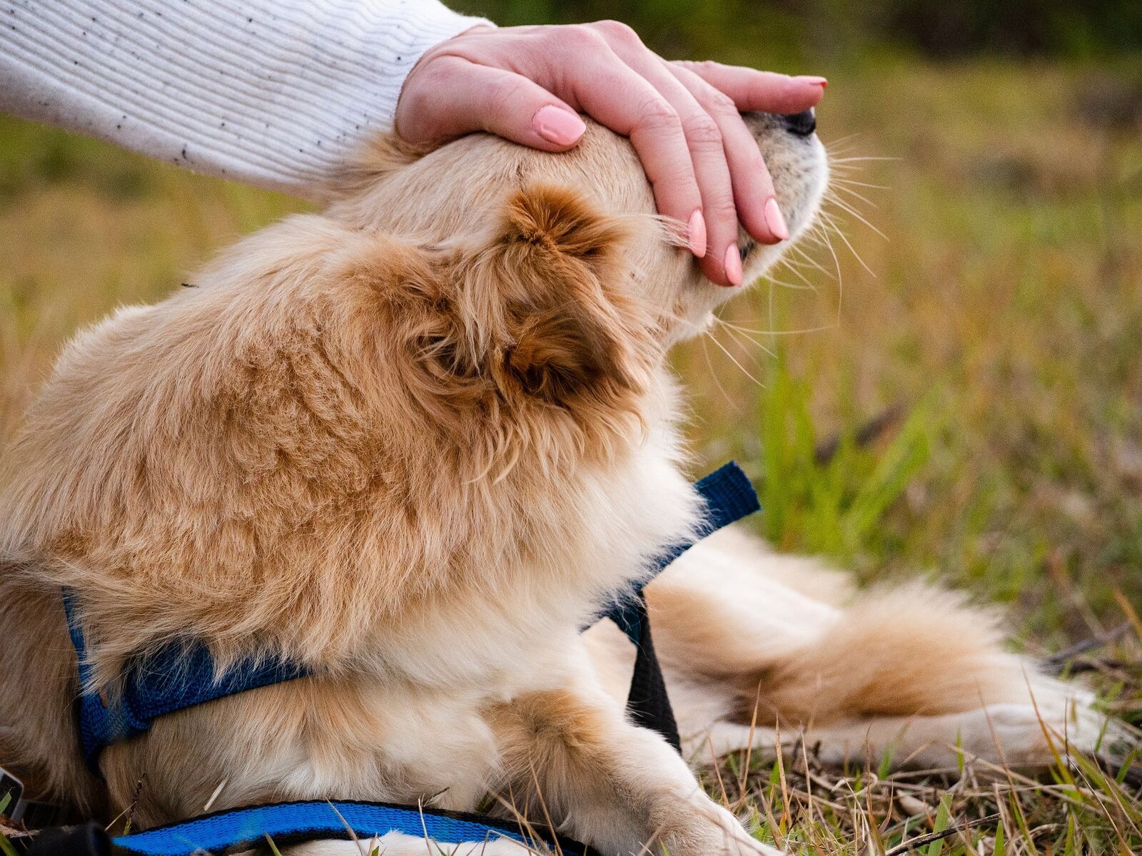 chiens affectueux