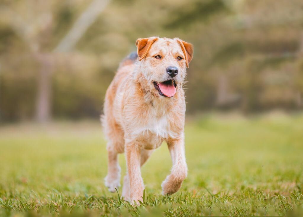 chiens campagnes