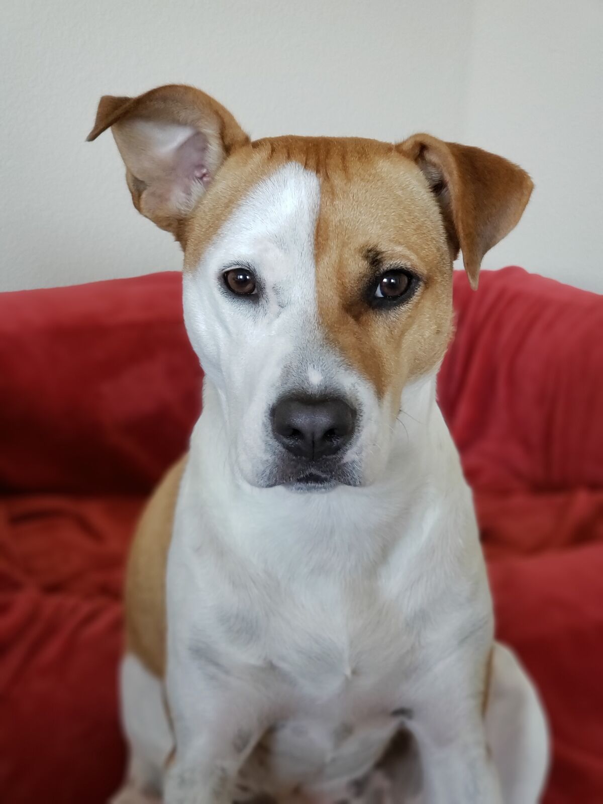 chiens dangereux