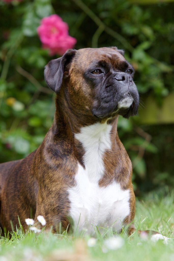 chiens de garde