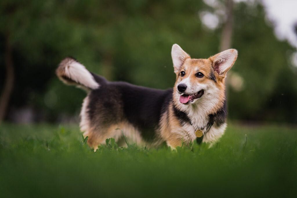 chiens de taille moyenne