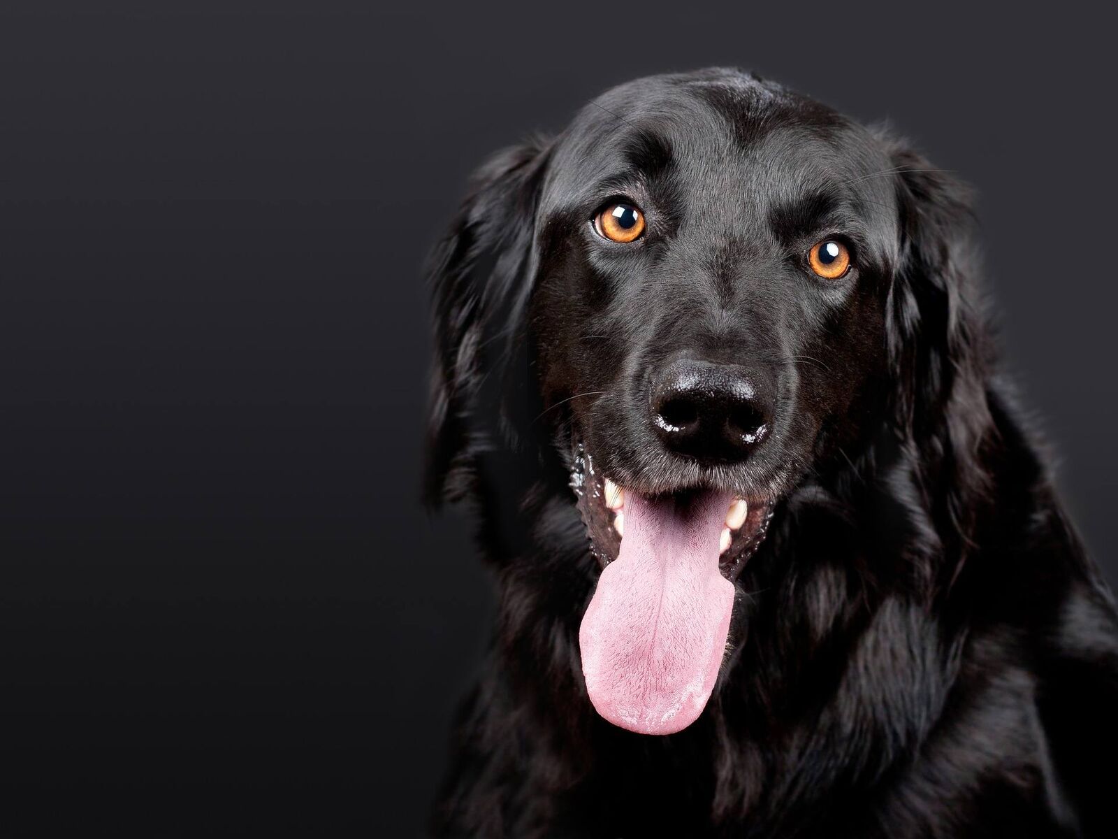 chiens noirs