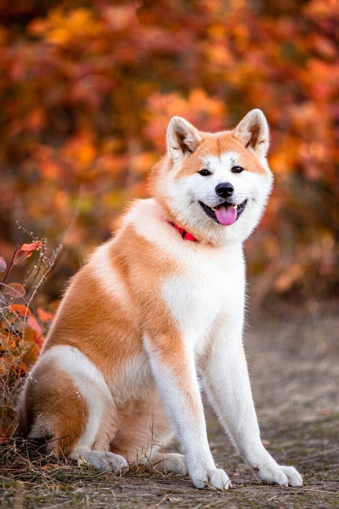 chiens spitz