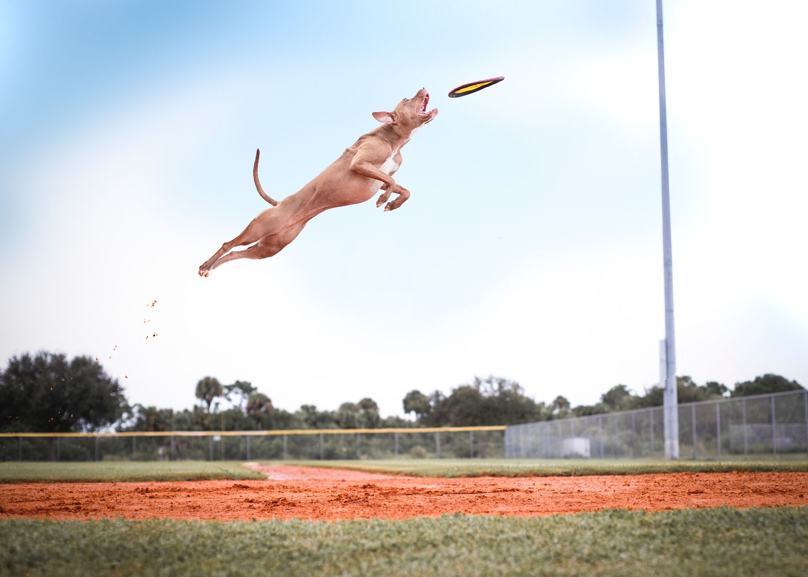 chiens sportifs