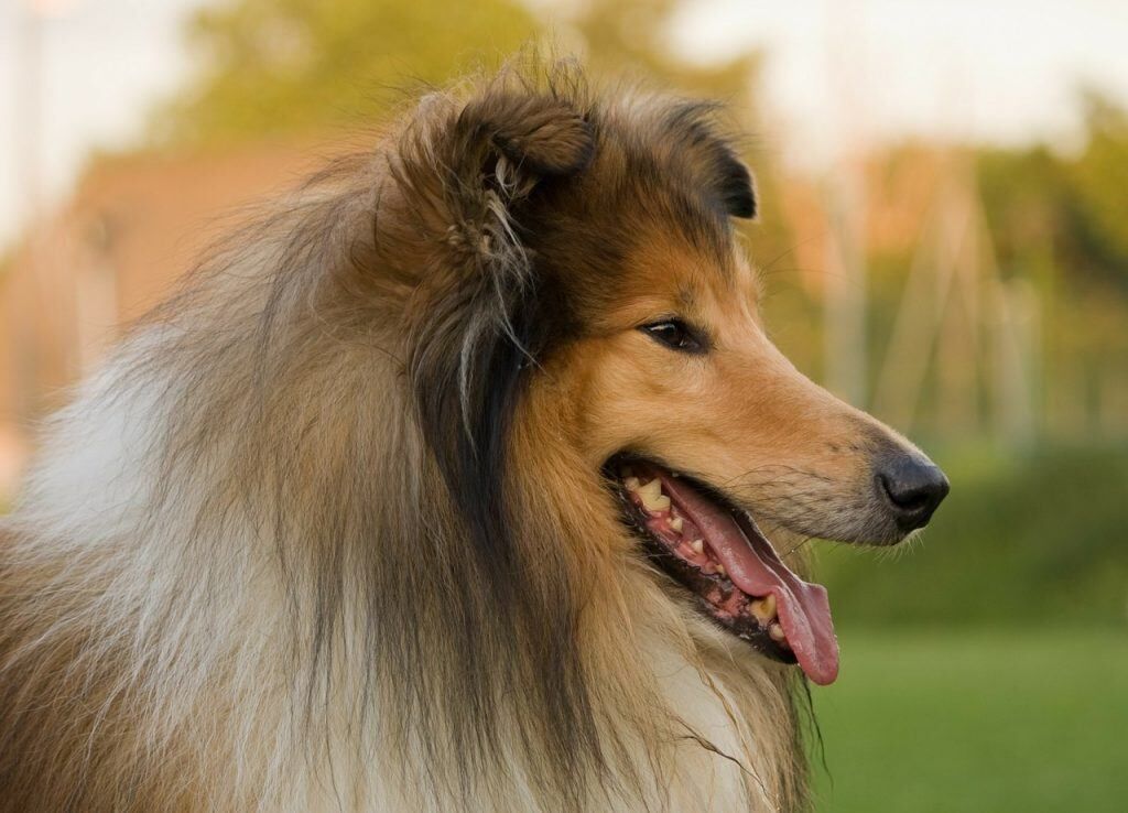 collie race