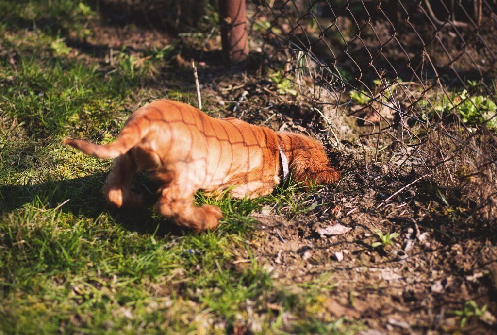 Creuser Chien