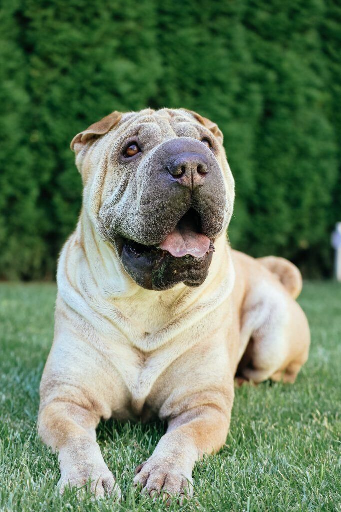 mauvaise odeur chien