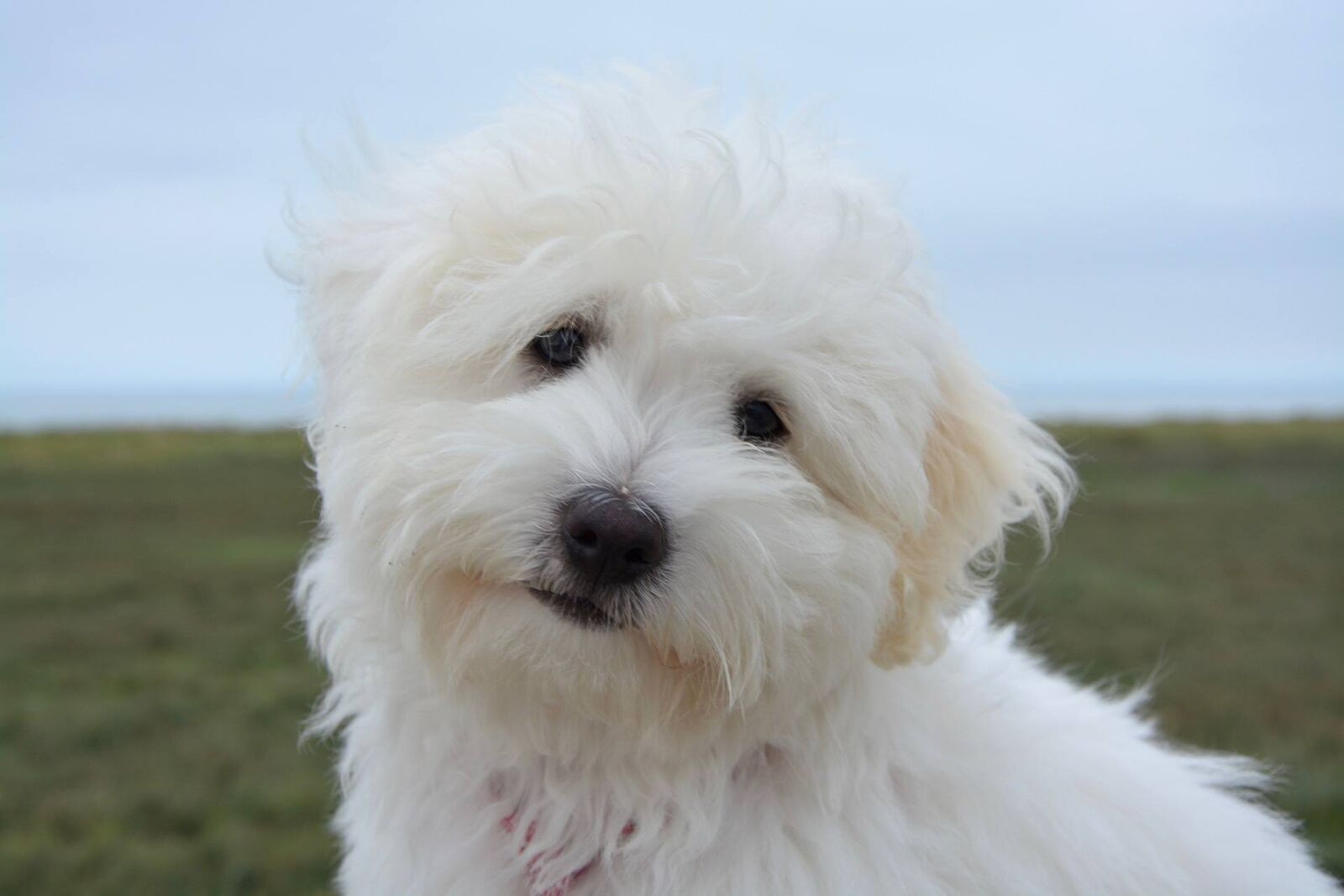 petit chien à poils longs