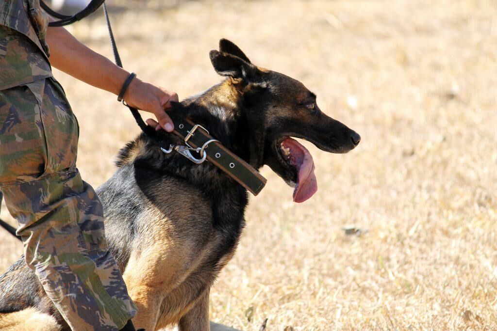 policier chien