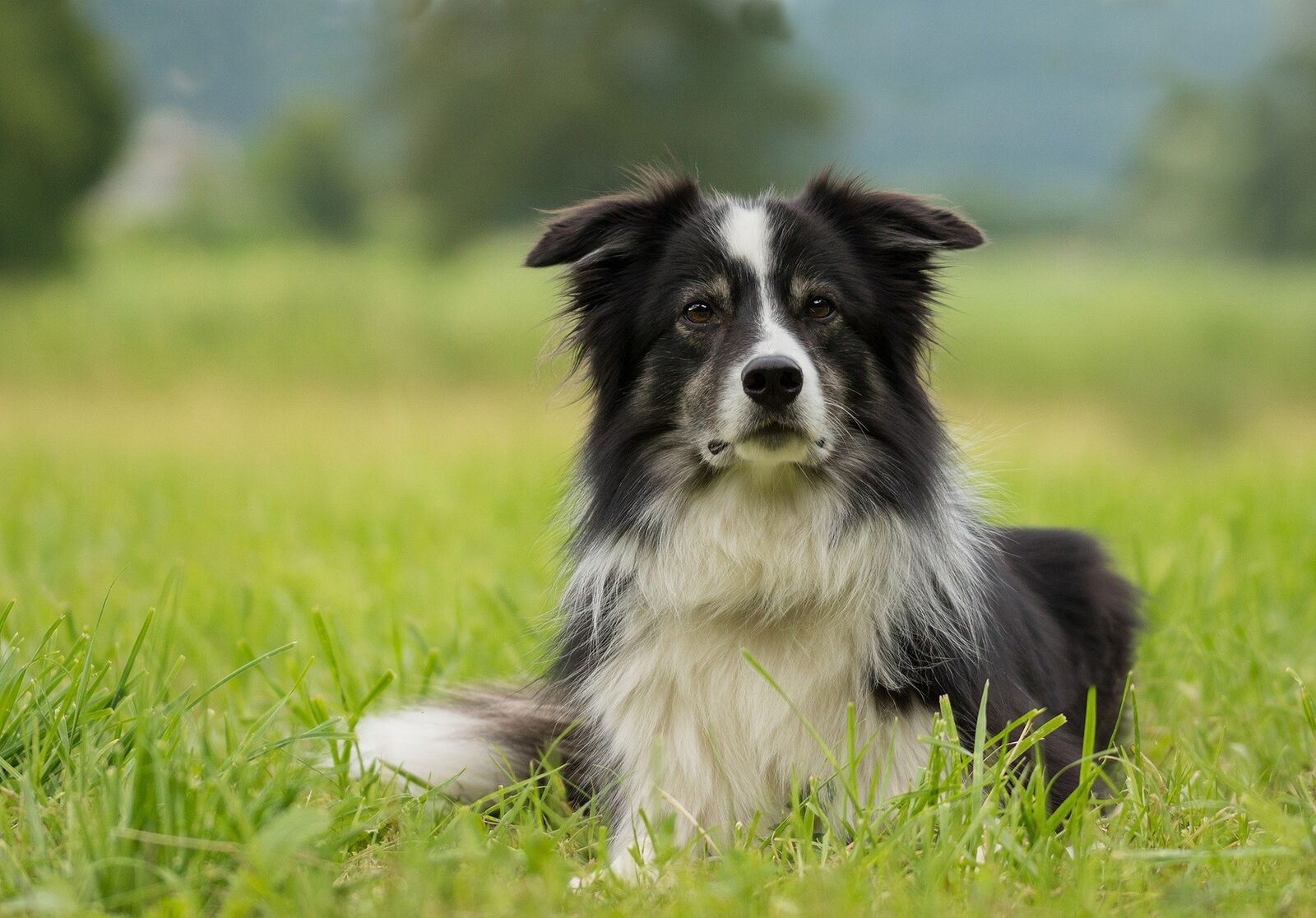 race collie
