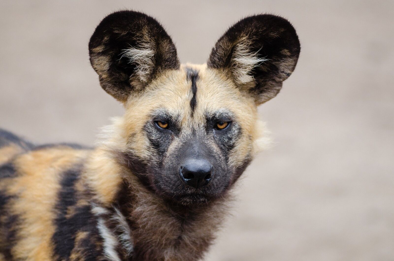 race de chien africaine