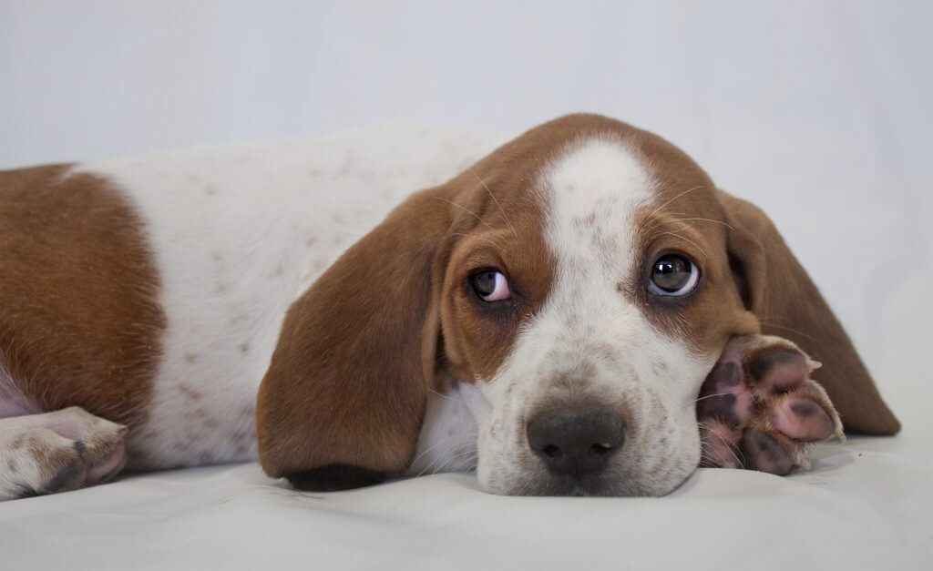 vers chien