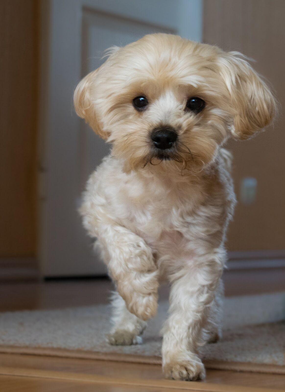 vie citadine chien