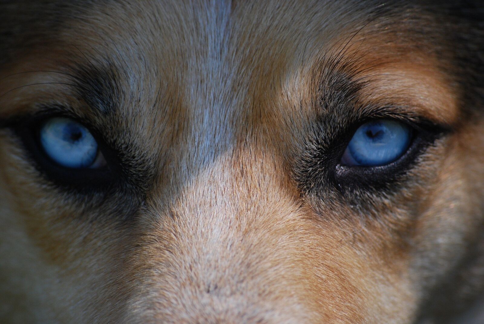 yeux bleus chien
