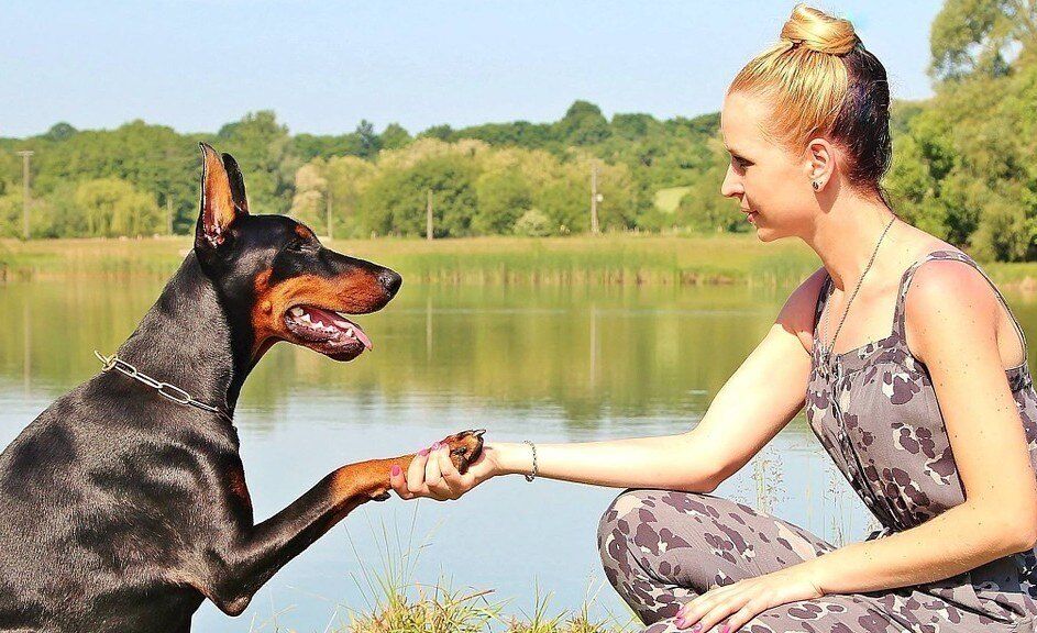 apprendre-chien-donner-patte