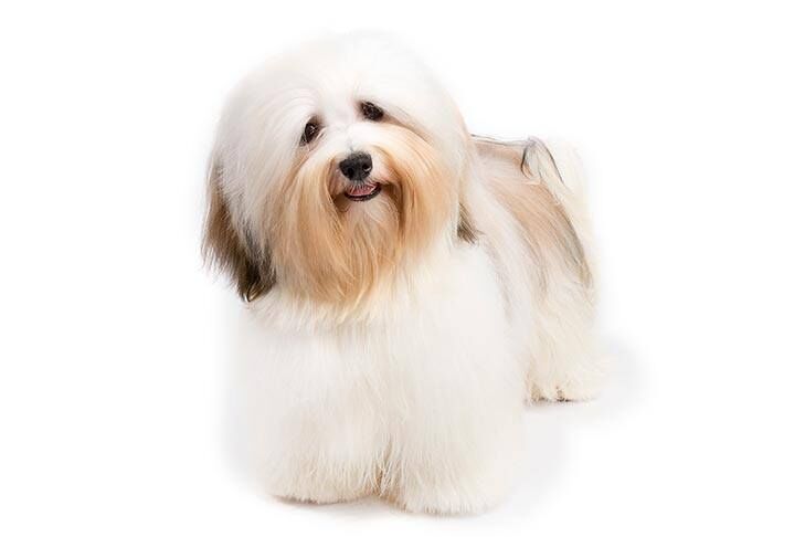 Bichon Havanais