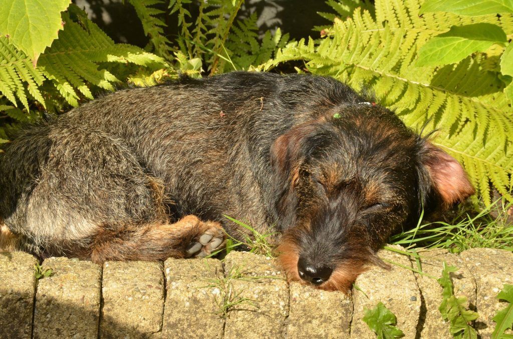 Chien Coup De Chaleur