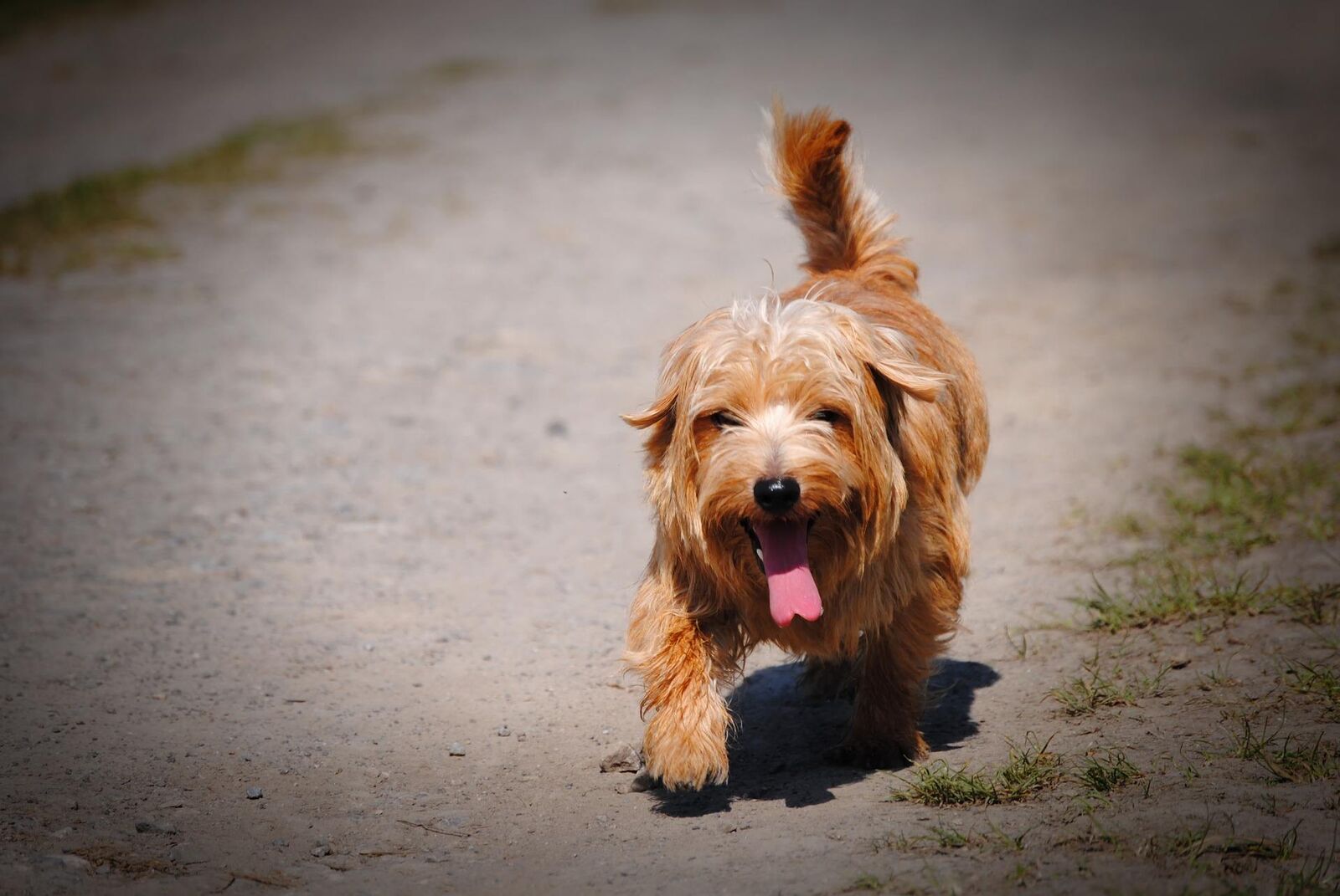Coup De Chaleur Chien
