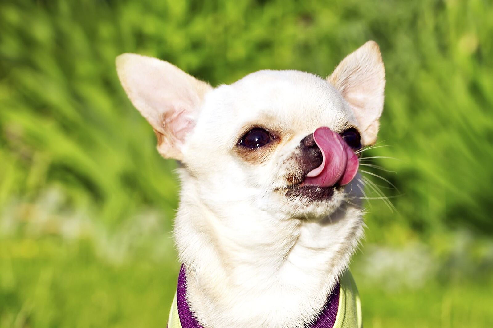 Mon chien se lèche souvent, est-ce grave ?