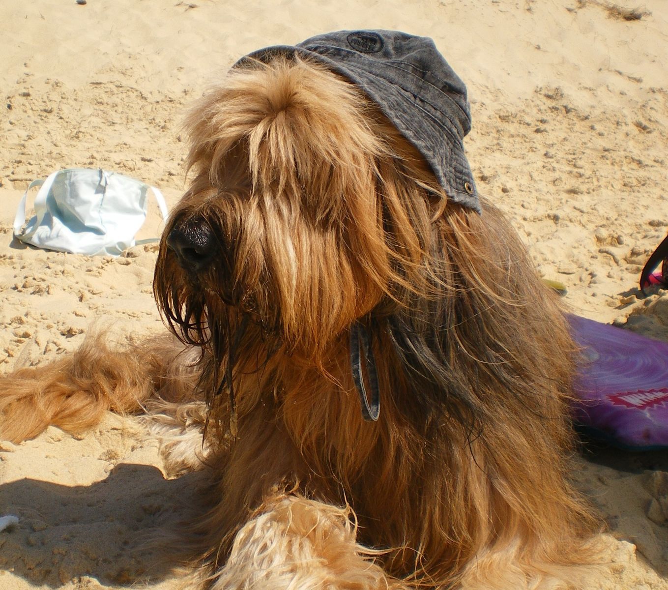 Protégez votre chien d’un coup de chaleur !