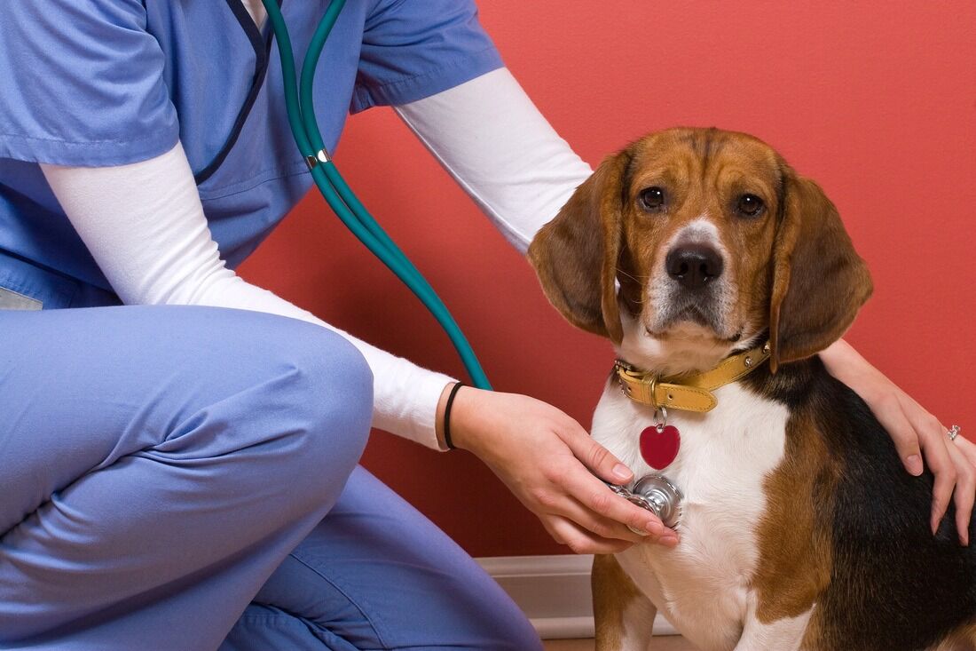 Conseils pour avoir un chien calme chez le vétérinaire