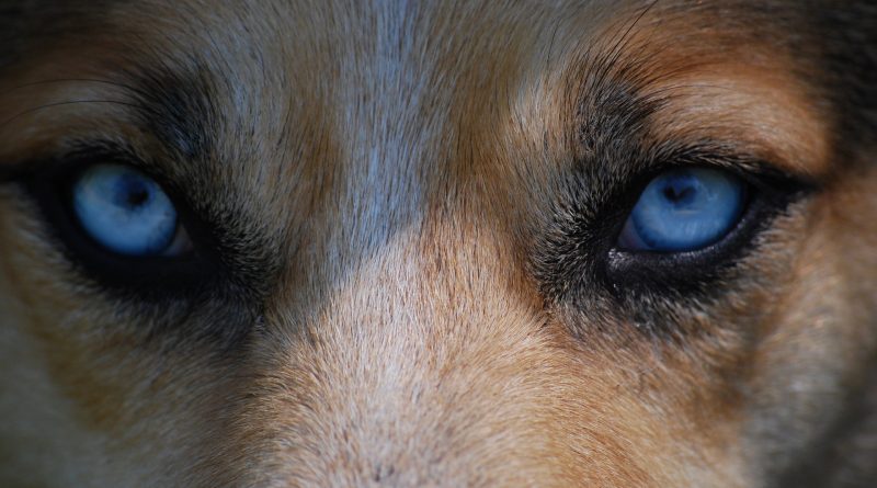 yeux bleus chien